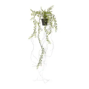 Angel Vine Hanging Bush - 15 x 15 x 92cm by null, a Plants for sale on Style Sourcebook