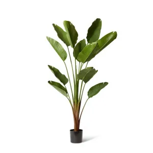 Bird of Paradise (Outdoor) - 110 x 110 x 210 cm by null, a Plants for sale on Style Sourcebook