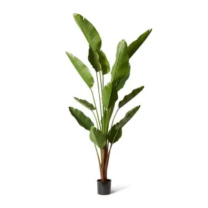 Bird of Paradise (Outdoor) - 120 x 120 x 240 cm by null, a Plants for sale on Style Sourcebook