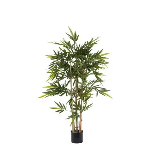 Bamboo Tree 1.2m by Florabelle Living, a Plants for sale on Style Sourcebook