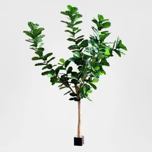 3.4m Giant Fiddle Leaf Tree with 292 Leaves by Florabelle Living, a Plants for sale on Style Sourcebook