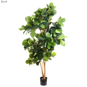 Fiddle Leaf Tree 2m by Florabelle Living, a Plants for sale on Style Sourcebook
