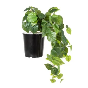 Philo Hanging Bush in Pot 40cm by Florabelle Living, a Plant Holders for sale on Style Sourcebook