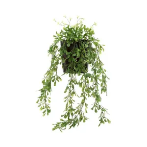 Boxwood Vine Hanging in Pot 74cm by Florabelle Living, a Plant Holders for sale on Style Sourcebook