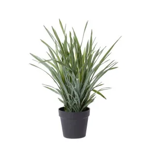 Dracaena Grass Plant Potted - 60cm x 60cm x 70cm by null, a Plants for sale on Style Sourcebook