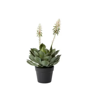 Cactus Flowering Plant Potted - 30cm x 30cm x 56 cm by null, a Plants for sale on Style Sourcebook