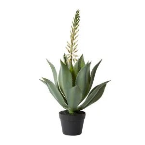 Aloe Flowering Plant Potted - 46cm x 46cm x 80 cm by null, a Plants for sale on Style Sourcebook