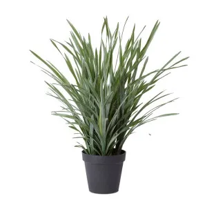 Dracaena Grass Plant Potted - 64cm x 60cm x 90cm by null, a Plants for sale on Style Sourcebook