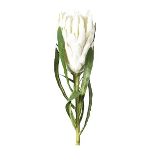 Protea Queen Stem 63cm White by Florabelle Living, a Plants for sale on Style Sourcebook