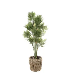 Parlour Palm in Pot 1.2m by Florabelle Living, a Plants for sale on Style Sourcebook