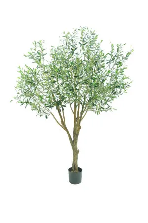 Giant Olive Tree with 3366 Leaves Green 135cm by Florabelle Living, a Plants for sale on Style Sourcebook