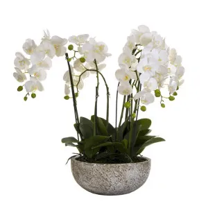 Orchid in Round Clay Pot 62cm White by Florabelle Living, a Plants for sale on Style Sourcebook