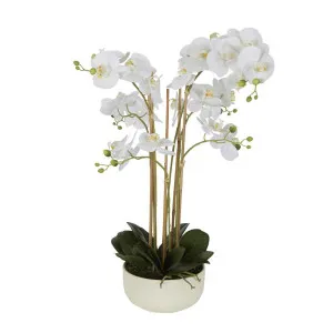 Orchid Potted Real Touch 71cm White by Florabelle Living, a Plants for sale on Style Sourcebook