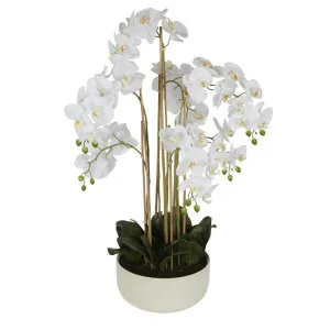 Orchid Potted Real Touch 100cm White by Florabelle Living, a Plants for sale on Style Sourcebook