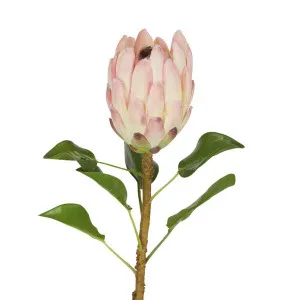 Protea Queen Stem 70cm Pink by Florabelle Living, a Plants for sale on Style Sourcebook