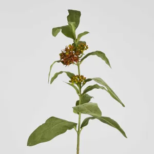 Asclepias Stem Orange 80cm by Florabelle Living, a Plants for sale on Style Sourcebook