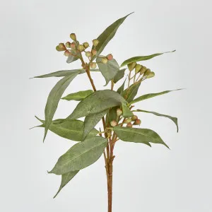 Eucalyptus Seed Stem 89cm by Florabelle Living, a Plants for sale on Style Sourcebook