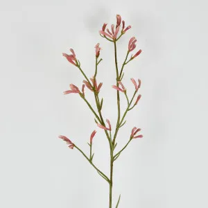 Kangaroo Paw Spray Pink 102cm by Florabelle Living, a Plants for sale on Style Sourcebook