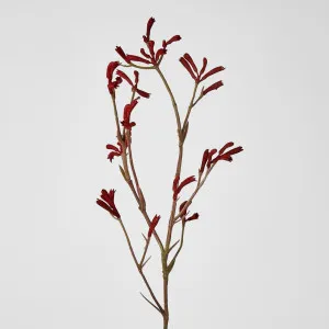 Kangaroo Paw Spray Red 102cm by Florabelle Living, a Plants for sale on Style Sourcebook