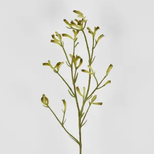 Kangaroo Paw Spray Yellow 102cm by Florabelle Living, a Plants for sale on Style Sourcebook