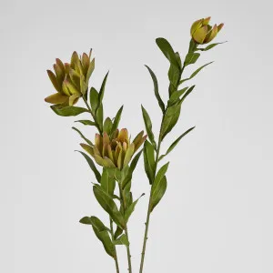 Leucadendron Spray Yellow 100CM by Florabelle Living, a Plants for sale on Style Sourcebook