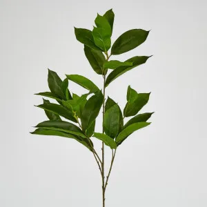 Glossy flat leaf Spray 100cm by Florabelle Living, a Plants for sale on Style Sourcebook