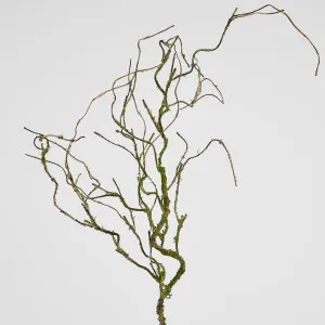 Twig Vine 109cm Dry Natural by Florabelle Living, a Plants for sale on Style Sourcebook