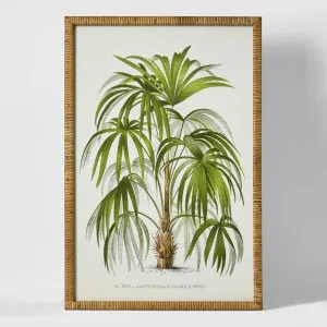 Palm Botanical Wall Art B by Florabelle Living, a Prints for sale on Style Sourcebook