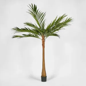 Majesty Palm Tree 240cm by Florabelle Living, a Plants for sale on Style Sourcebook