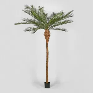 Phoenix Palm Tree 300cm by Florabelle Living, a Plants for sale on Style Sourcebook