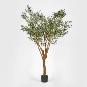 Olive Tree With 5 Branch Trunk 225cm by Florabelle Living, a Plants for sale on Style Sourcebook
