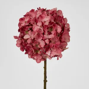 Ball Head Hydrangea Pink by Florabelle Living, a Plants for sale on Style Sourcebook
