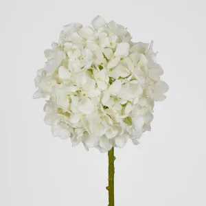 Ball Head Hydrangea White by Florabelle Living, a Plants for sale on Style Sourcebook