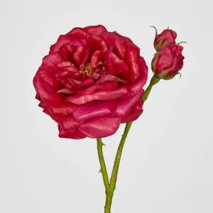 Real Touch Angelina Rose Spray Dark Pink by Florabelle Living, a Plants for sale on Style Sourcebook