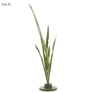Mother-in-Law's Tongue 1.05m by Florabelle Living, a Plants for sale on Style Sourcebook