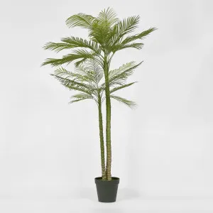 Double Stem Palm Tree 218cm by Florabelle Living, a Plants for sale on Style Sourcebook