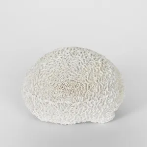 Cove White Sea Urchin 17X18X12CM by Florabelle Living, a Statues & Ornaments for sale on Style Sourcebook