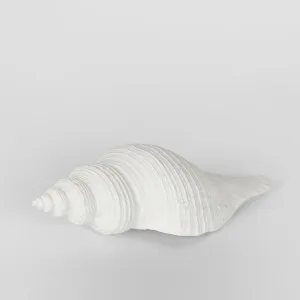 Sara White Sea Snail 23X8X7CM by Florabelle Living, a Statues & Ornaments for sale on Style Sourcebook