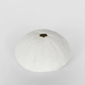Susie White Sea Urchin 9X9X4.5CM by Florabelle Living, a Statues & Ornaments for sale on Style Sourcebook