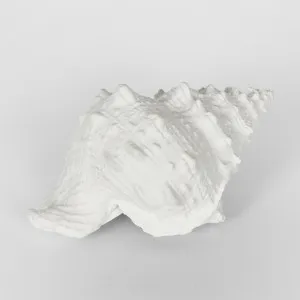 Sammy White Sea Snail 21X14X12CM by Florabelle Living, a Statues & Ornaments for sale on Style Sourcebook