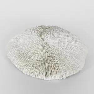 Sofi White Sea Urchin 19X17X5CM by Florabelle Living, a Statues & Ornaments for sale on Style Sourcebook