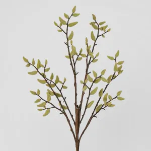 Pussy Willow Stem by Florabelle Living, a Plants for sale on Style Sourcebook