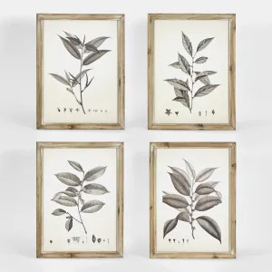 Chelsea Botanical Wall Décor Set 4 by Florabelle Living, a Prints for sale on Style Sourcebook