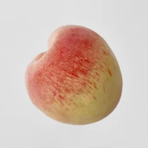 Artificial Peach by Florabelle Living, a Plants for sale on Style Sourcebook