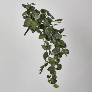 Fittonia Hanging Bush x 9 by Florabelle Living, a Plants for sale on Style Sourcebook