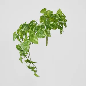 Marble Pothos Hanging Bush x 8 79 leaves by Florabelle Living, a Plants for sale on Style Sourcebook