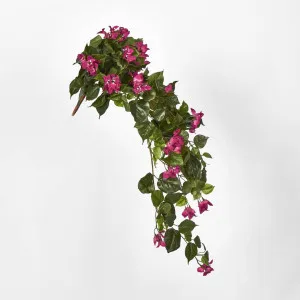Bougainviilea Hanging Bush x 12 by Florabelle Living, a Plants for sale on Style Sourcebook