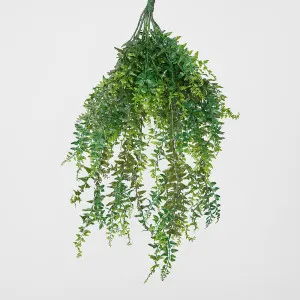 Hanging Bakers Fern by Florabelle Living, a Plants for sale on Style Sourcebook