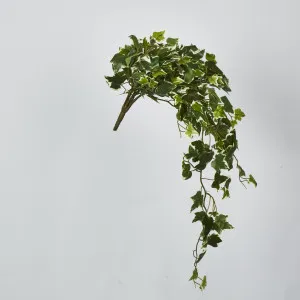 Verigated Sage Ivy Hanging Bush x 10 by Florabelle Living, a Plants for sale on Style Sourcebook