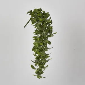 Osmanthus Hanging Bush With White flower by Florabelle Living, a Plants for sale on Style Sourcebook